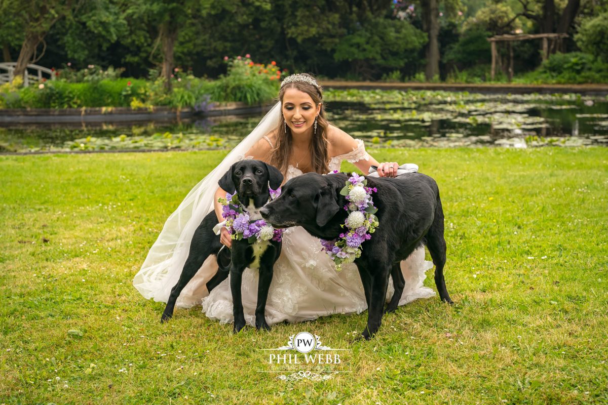 Clevedon Hall Wedding Photography bride and dogs portrait